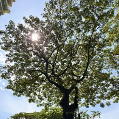 Photo from Forest City, Malaysia