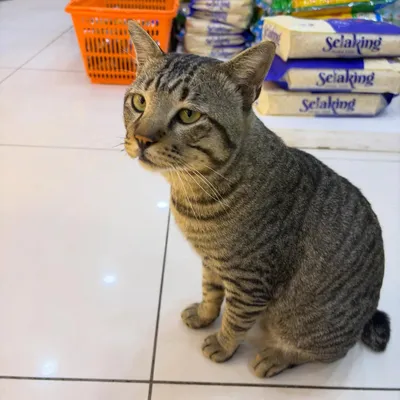 Photo from Forest City, Malaysia